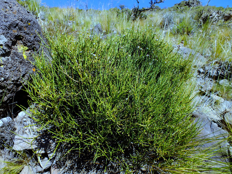 Polygala spiniscens